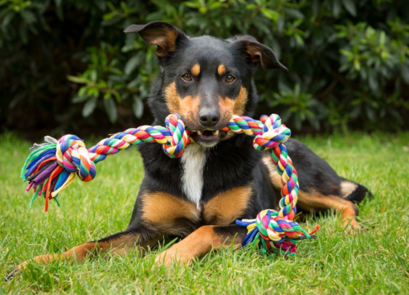 Jak vybrat vhodné hračky pro psy? Ujasněte si, co od nich chcete